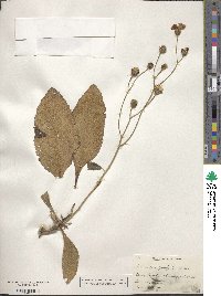 Vernonia acaulis image