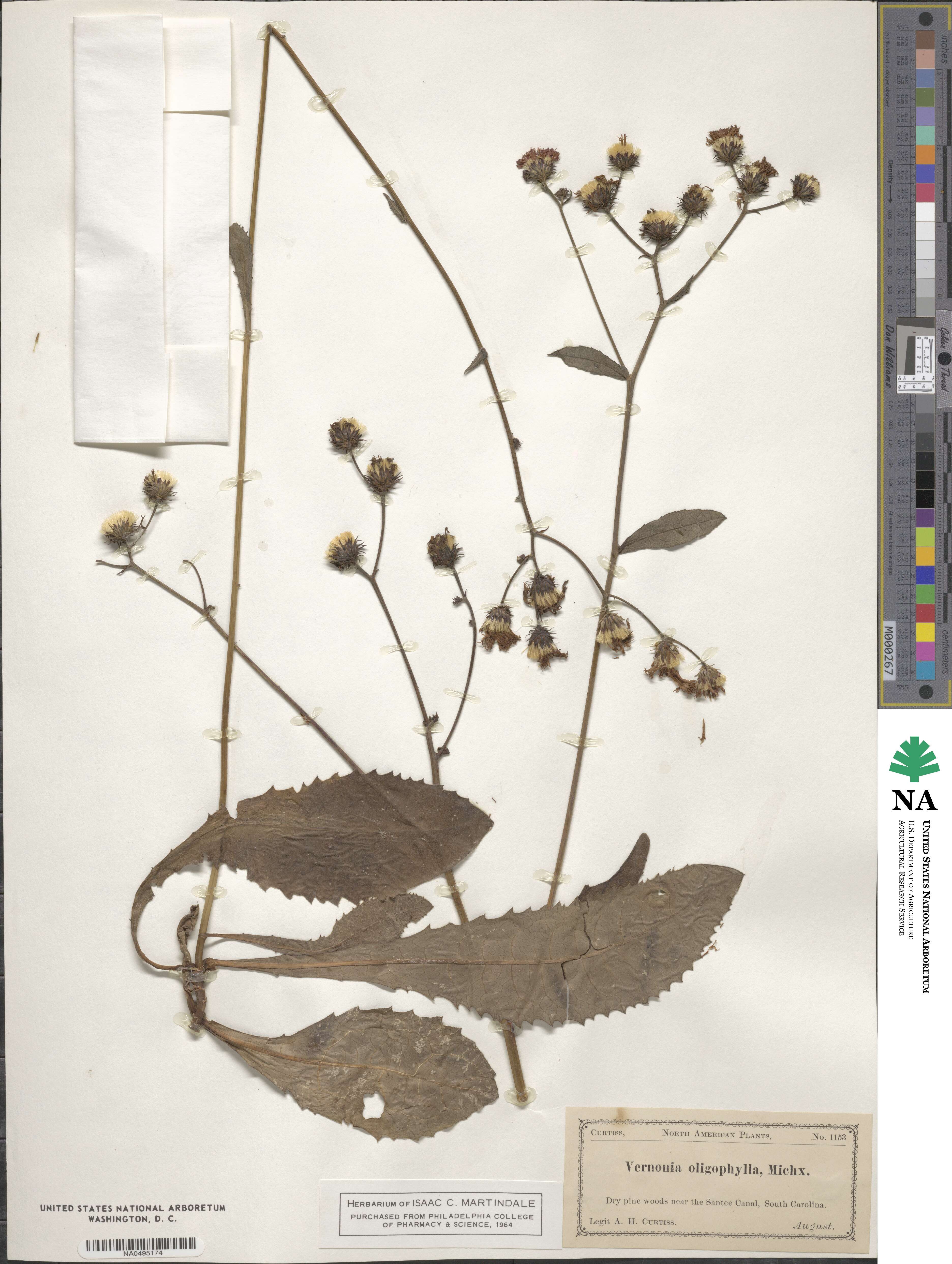 Vernonia acaulis image