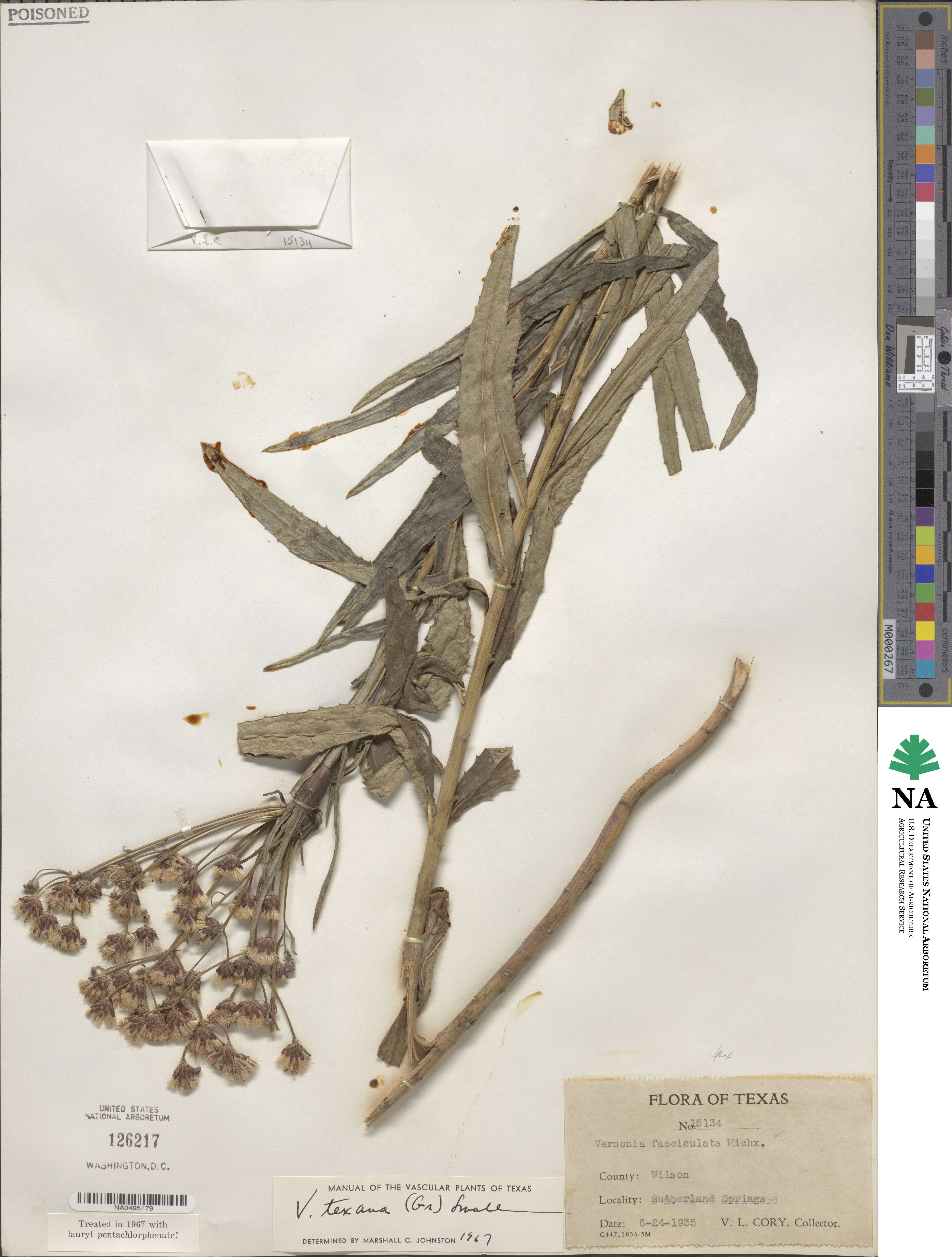 Vernonia texana image
