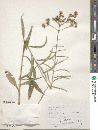 Vernonia texana image