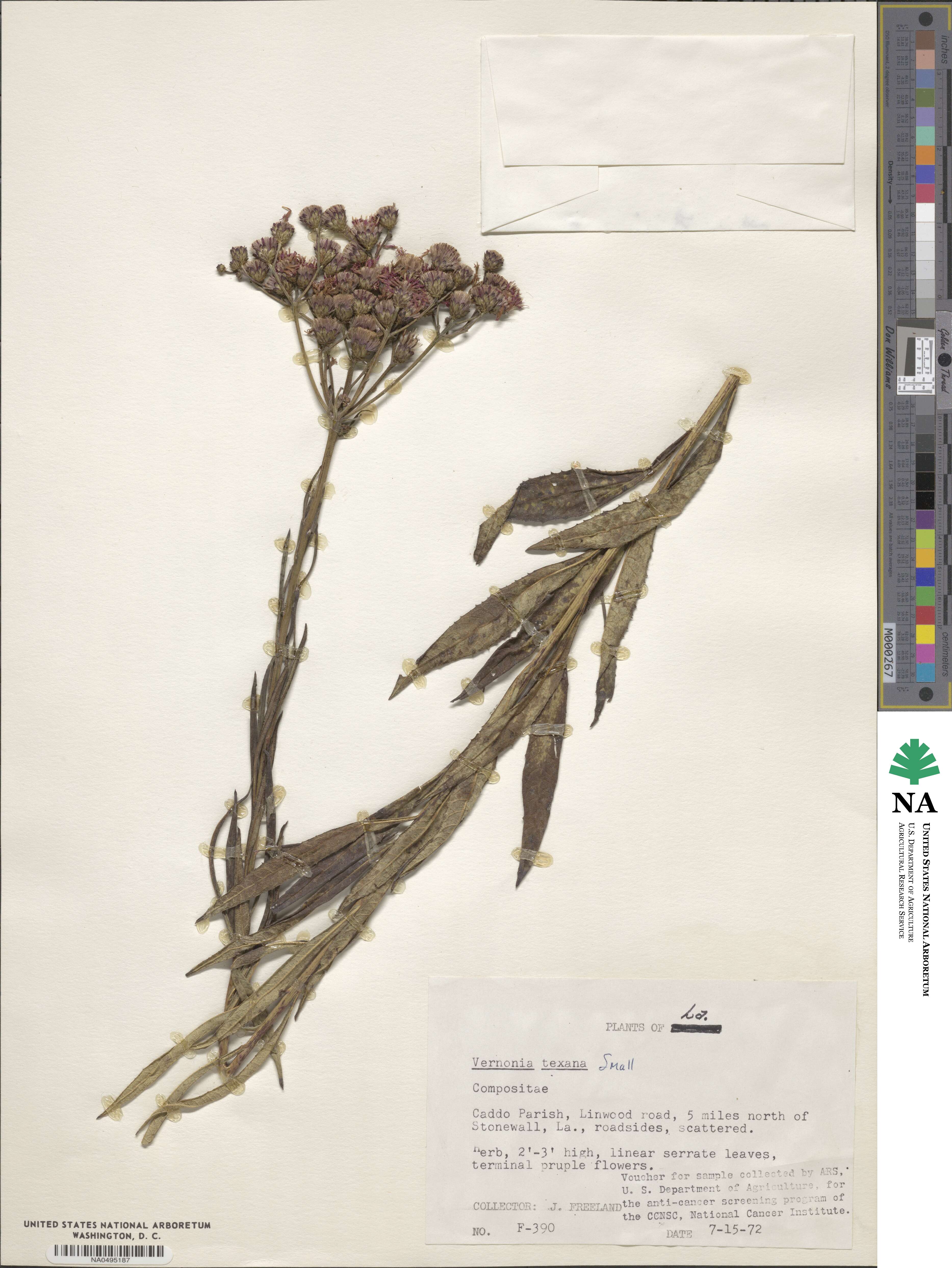 Vernonia texana image
