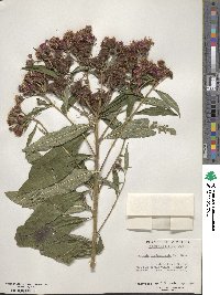 Vernonia noveboracensis image