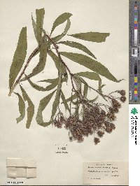 Vernonia noveboracensis image