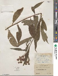 Vernonia noveboracensis image