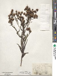 Vernonia noveboracensis image