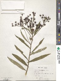 Vernonia noveboracensis image