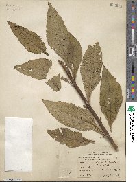 Vernonia noveboracensis image