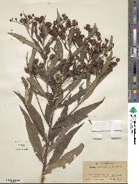 Vernonia noveboracensis image