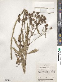 Vernonia noveboracensis image