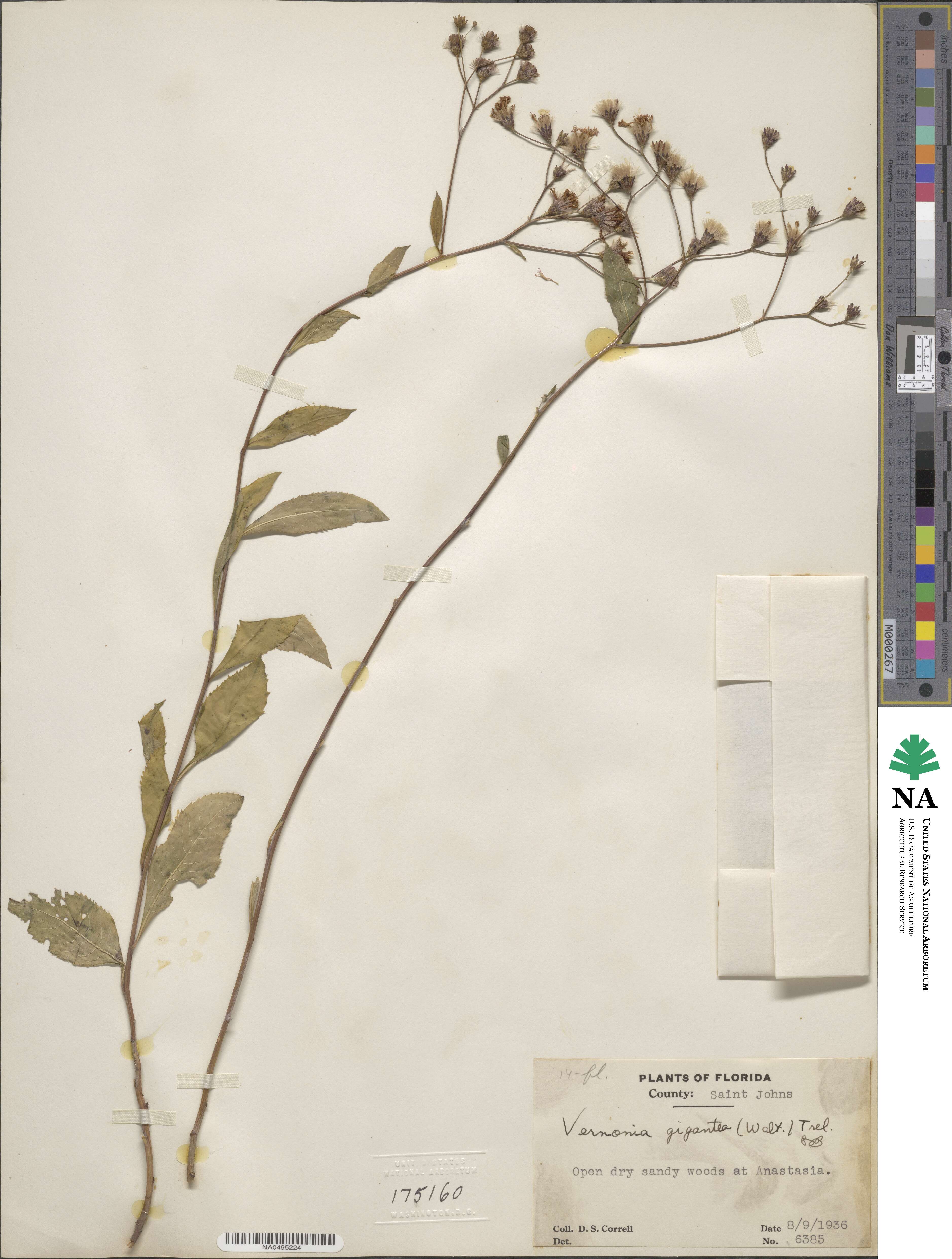 Vernonia gigantea image