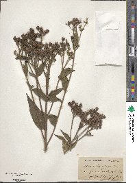 Vernonia gigantea image