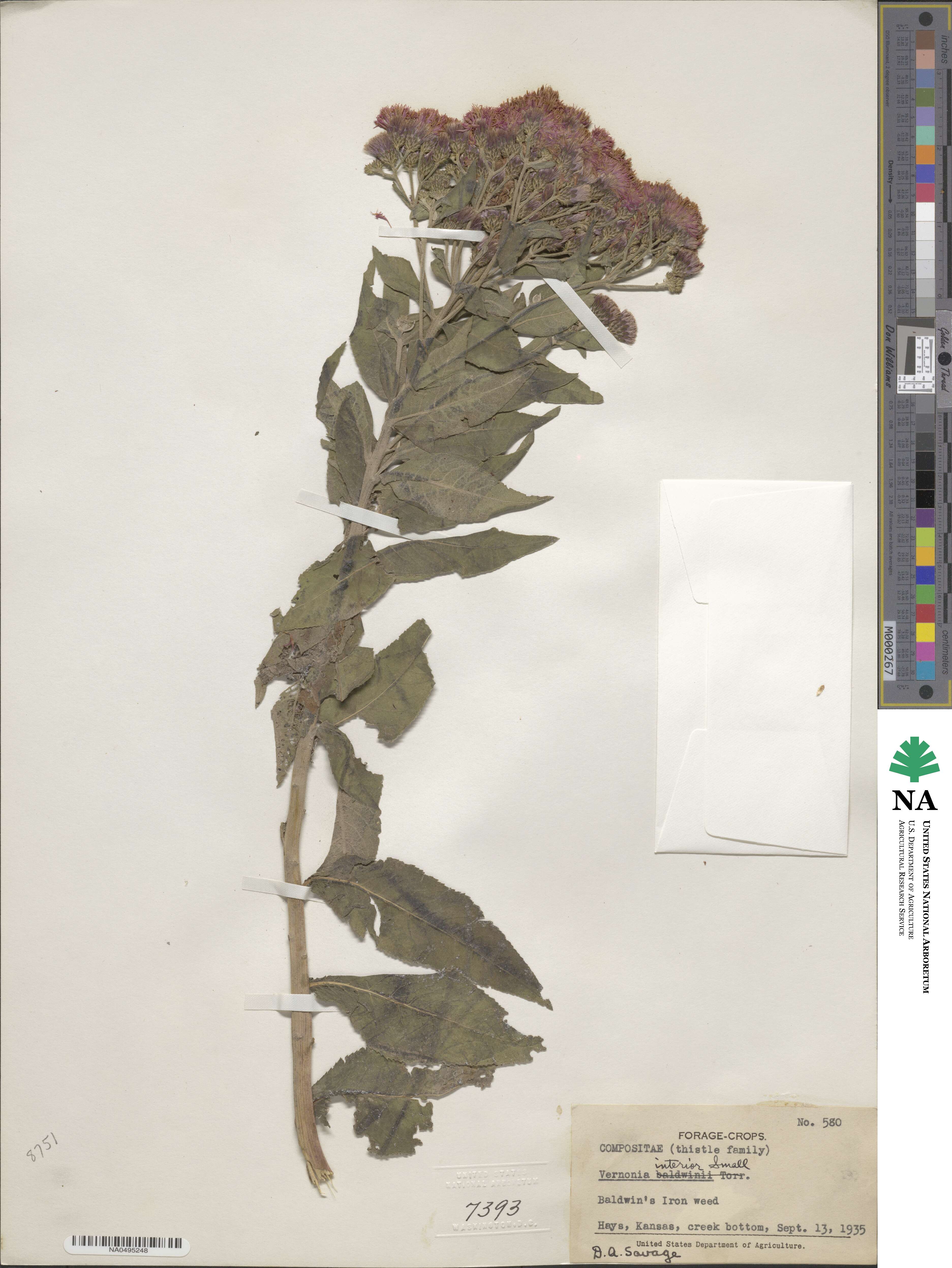 Vernonia image