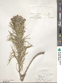 Image of Vernonia lindheimeri