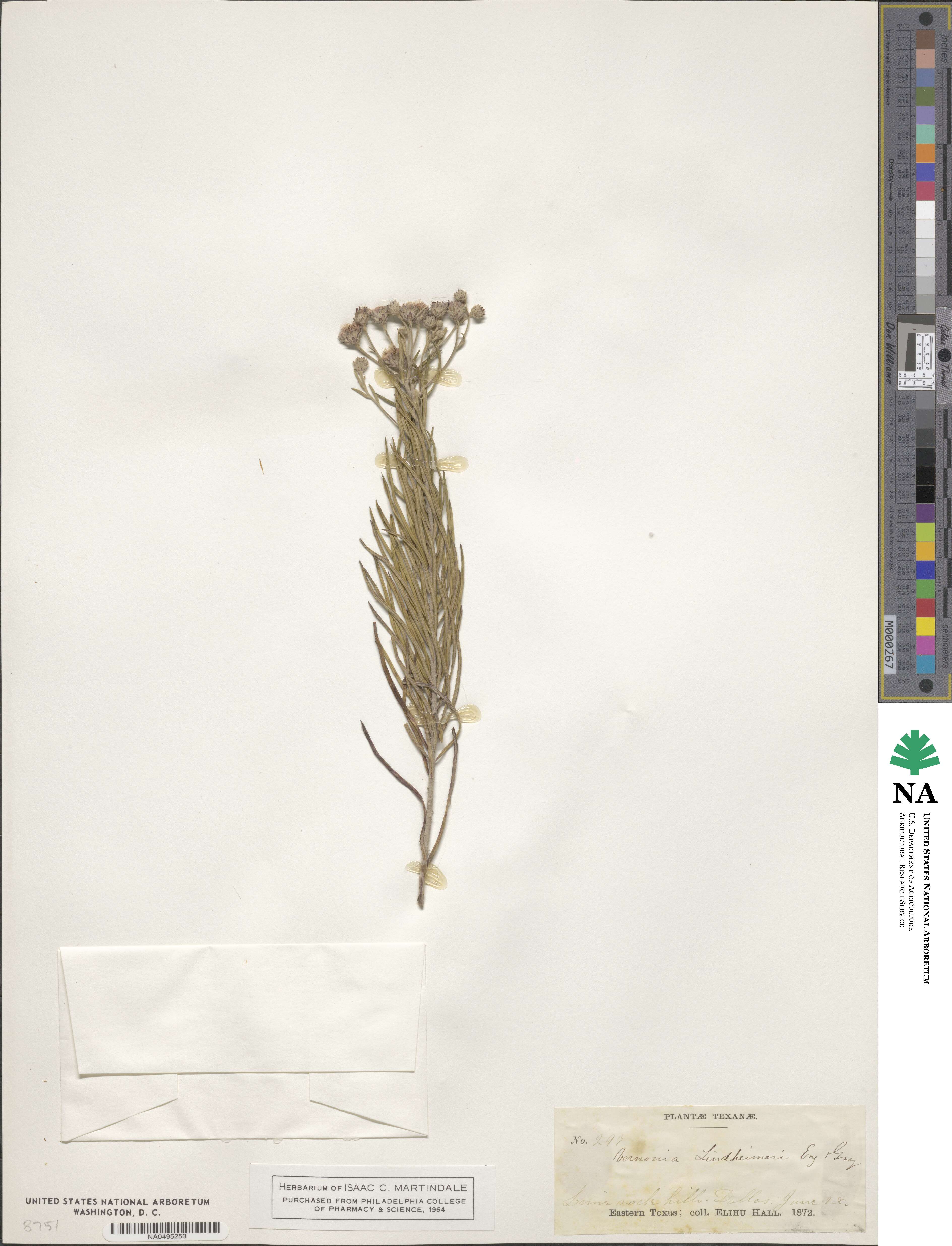 Vernonia lindheimeri image