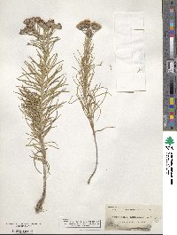 Vernonia lindheimeri image