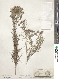 Vernonia lindheimeri image