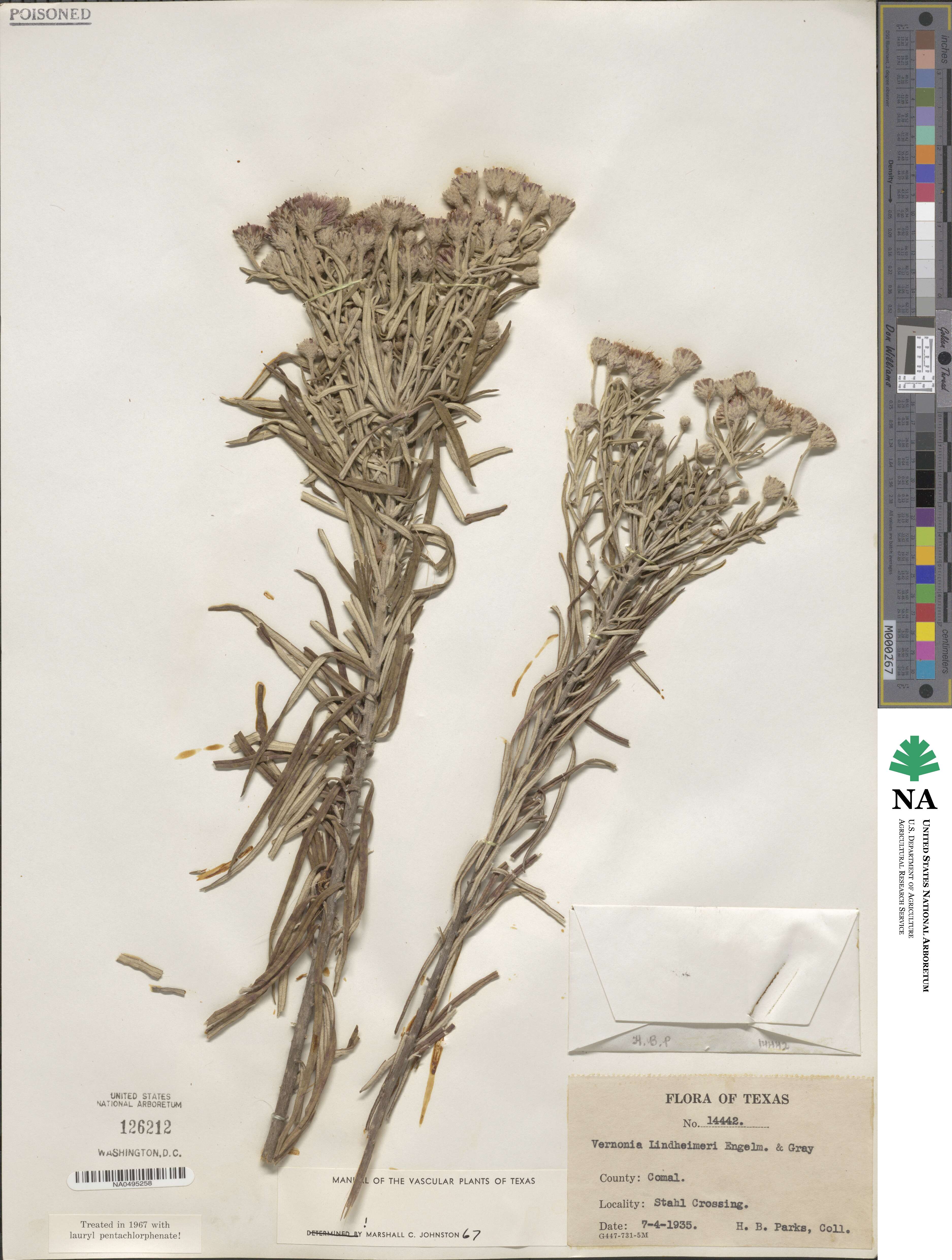 Vernonia lindheimeri image
