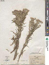 Vernonia lindheimeri image