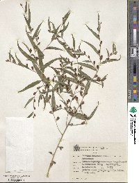 Image of Vernonia balansae