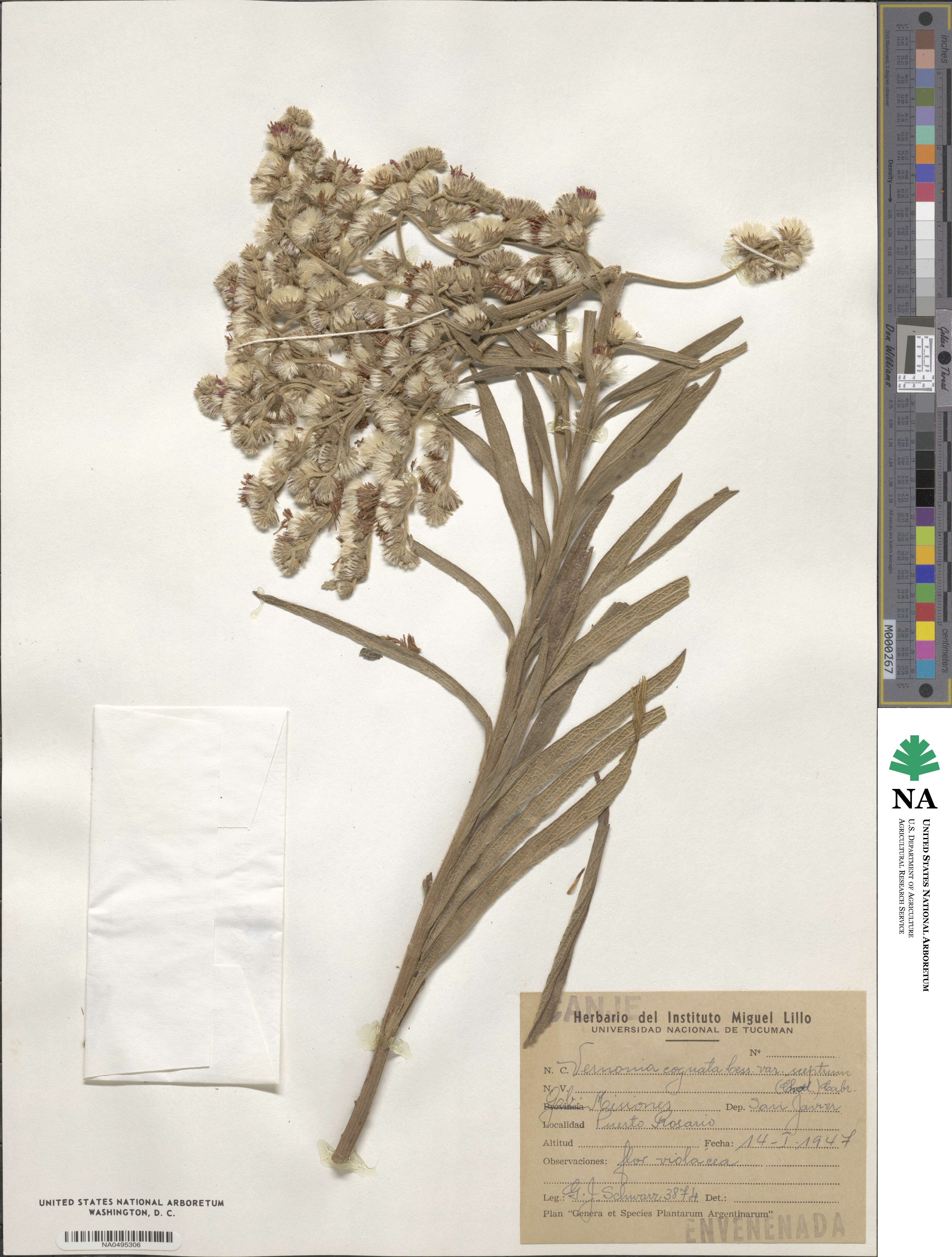 Chrysolaena cognata image