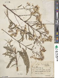 Vernonanthura serratuloides image