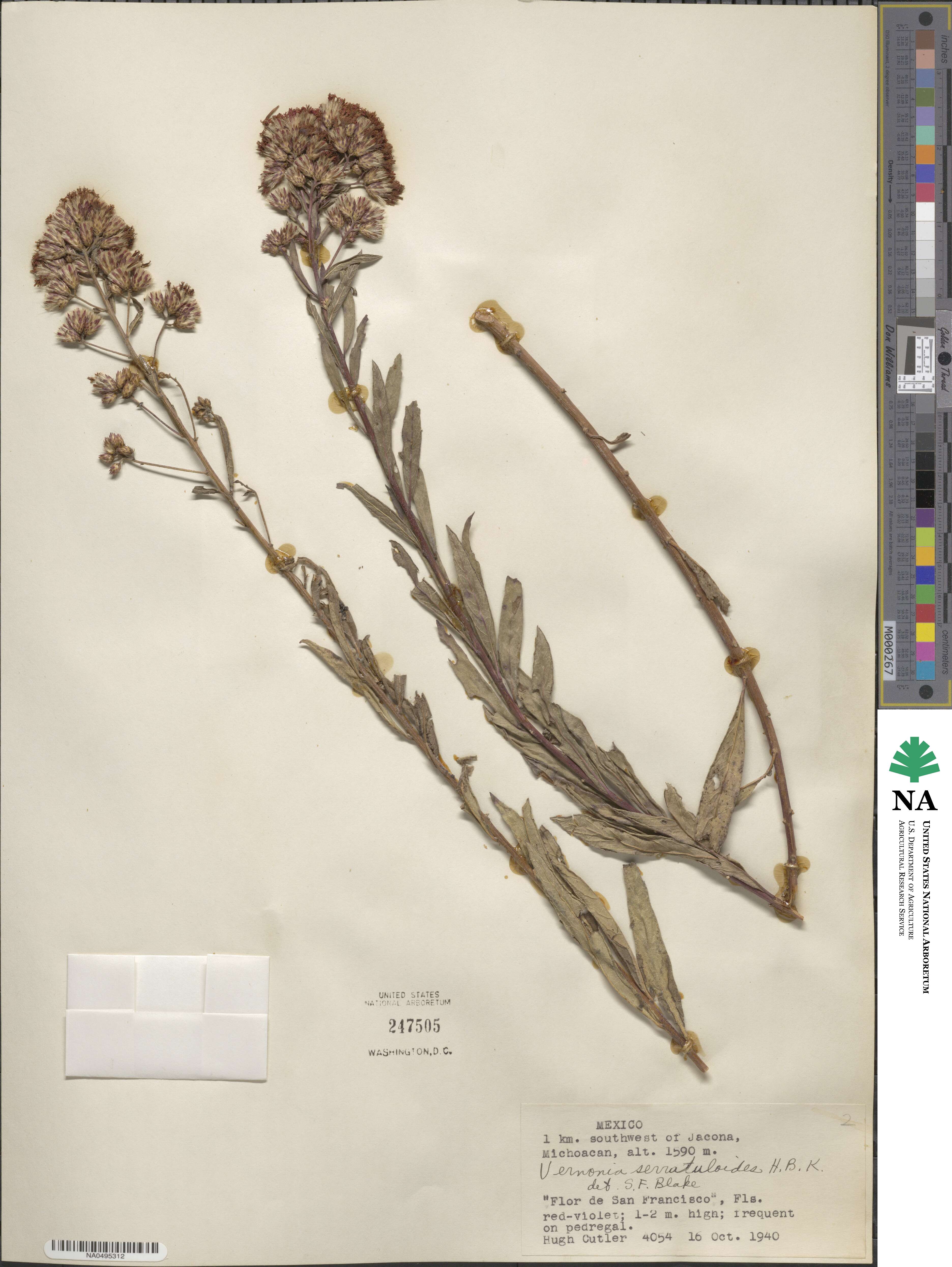 Vernonanthura serratuloides image