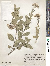 Image of Gymnanthemum auriculiferum