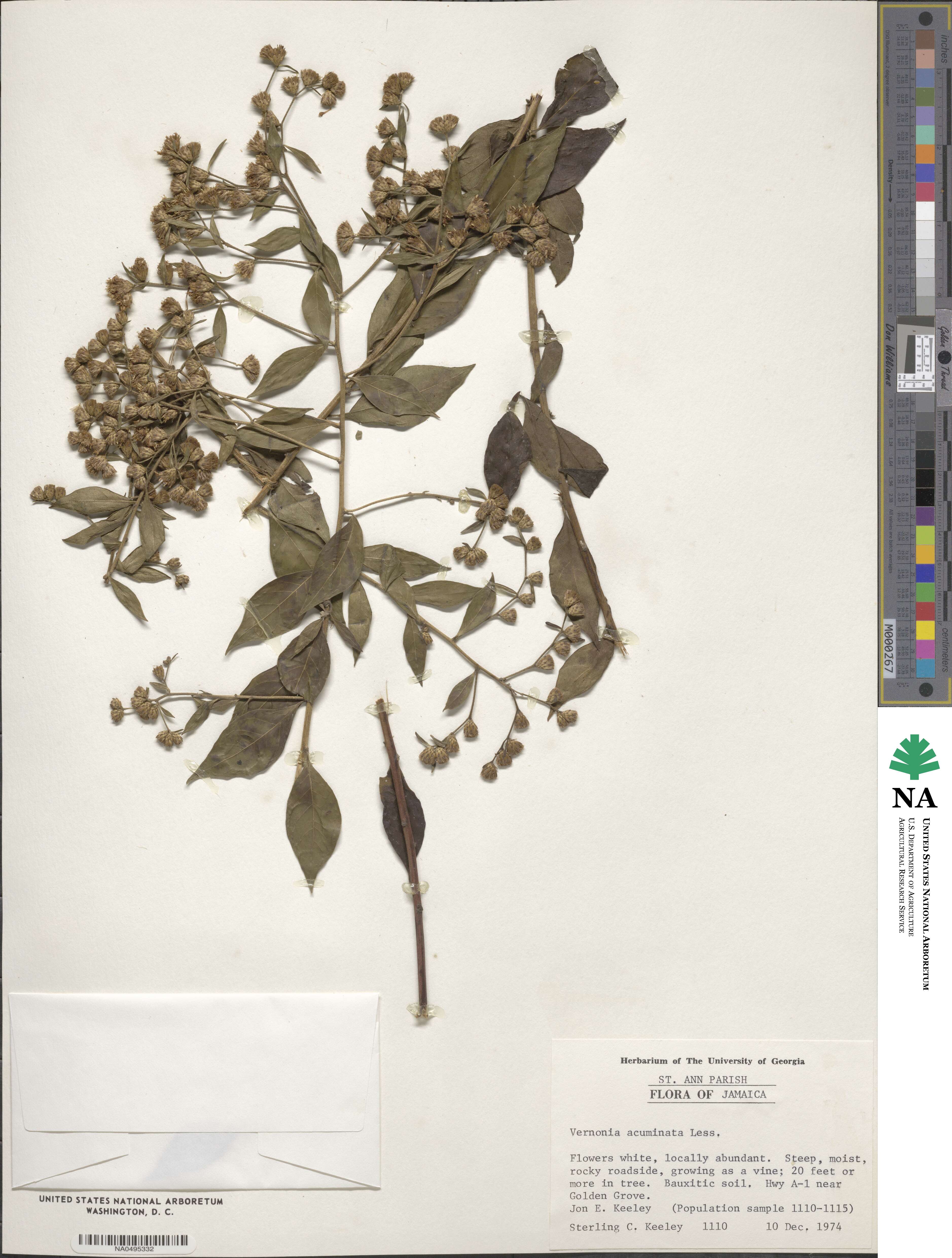 Vernonia acuminata image