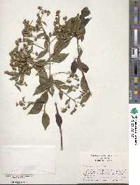 Vernonia acuminata image