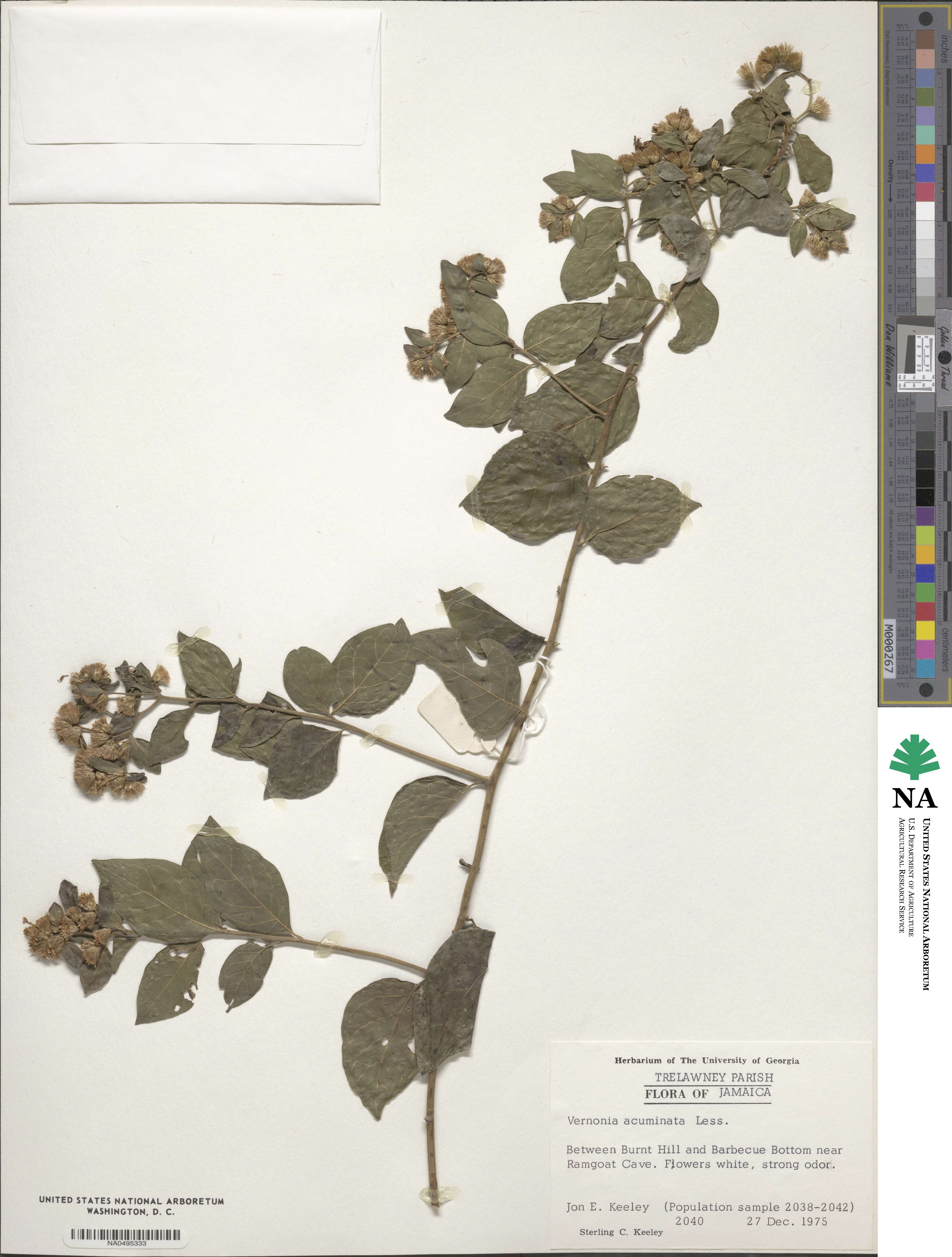 Vernonia acuminata image