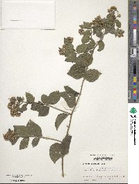 Vernonia acuminata image