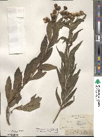 Image of Vernonia greggii