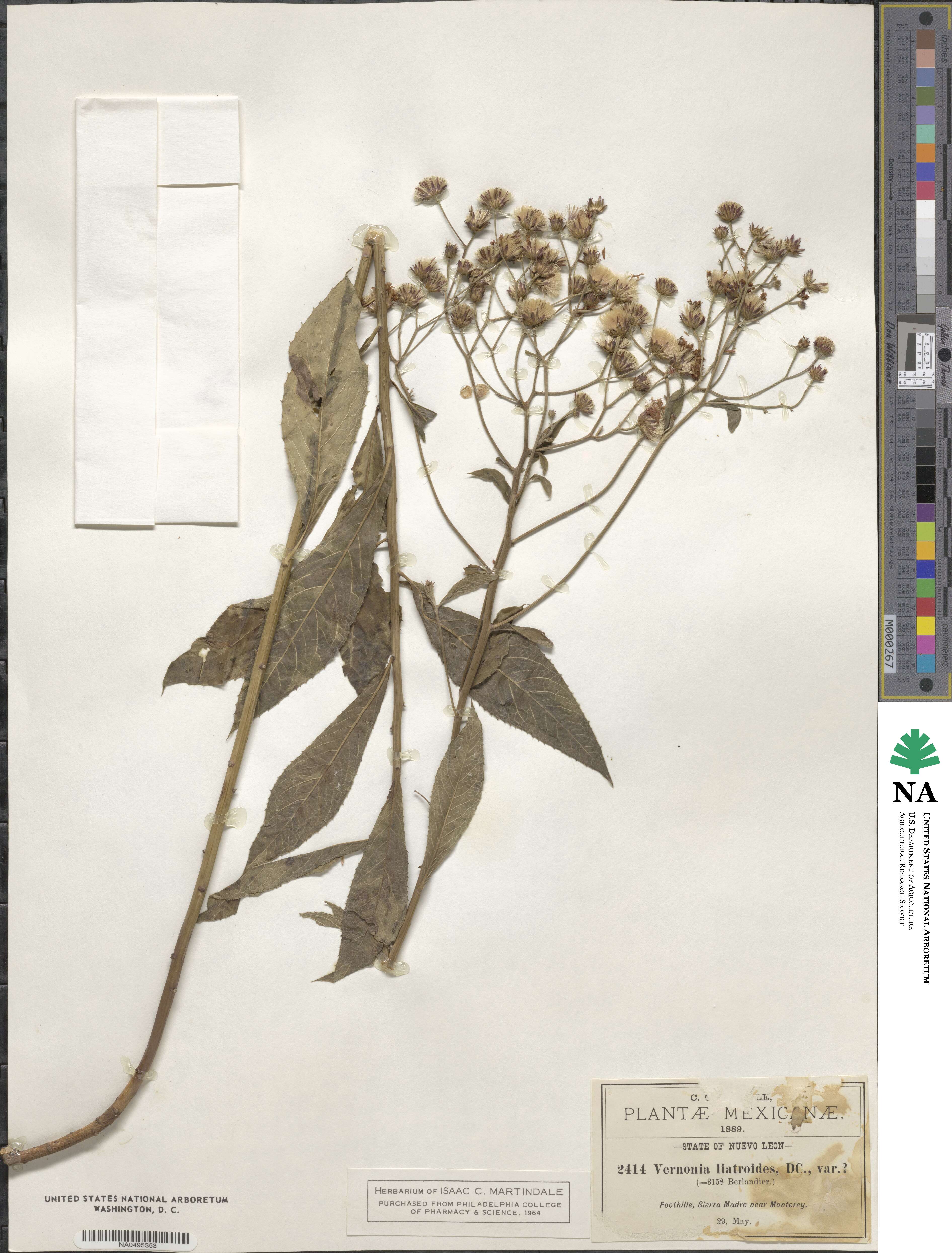 Vernonia liatroides image