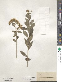 Vernonia liatroides image