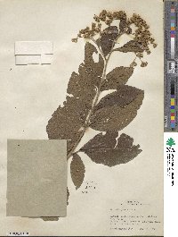 Vernonia patens image