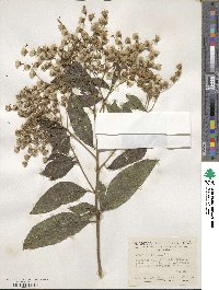 Vernonia patens image