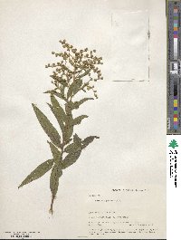 Vernonia patens image