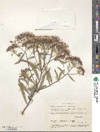 Lychnophora salicifolia image