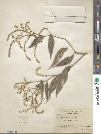 Vernonia canescens image