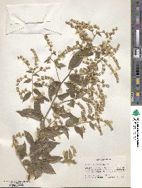 Vernonia canescens image