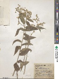 Vernonia canescens image