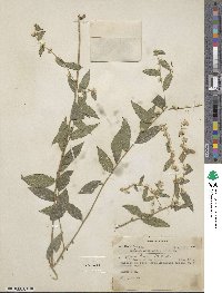 Vernonia canescens image