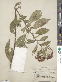 Vernonia karvinskiana image