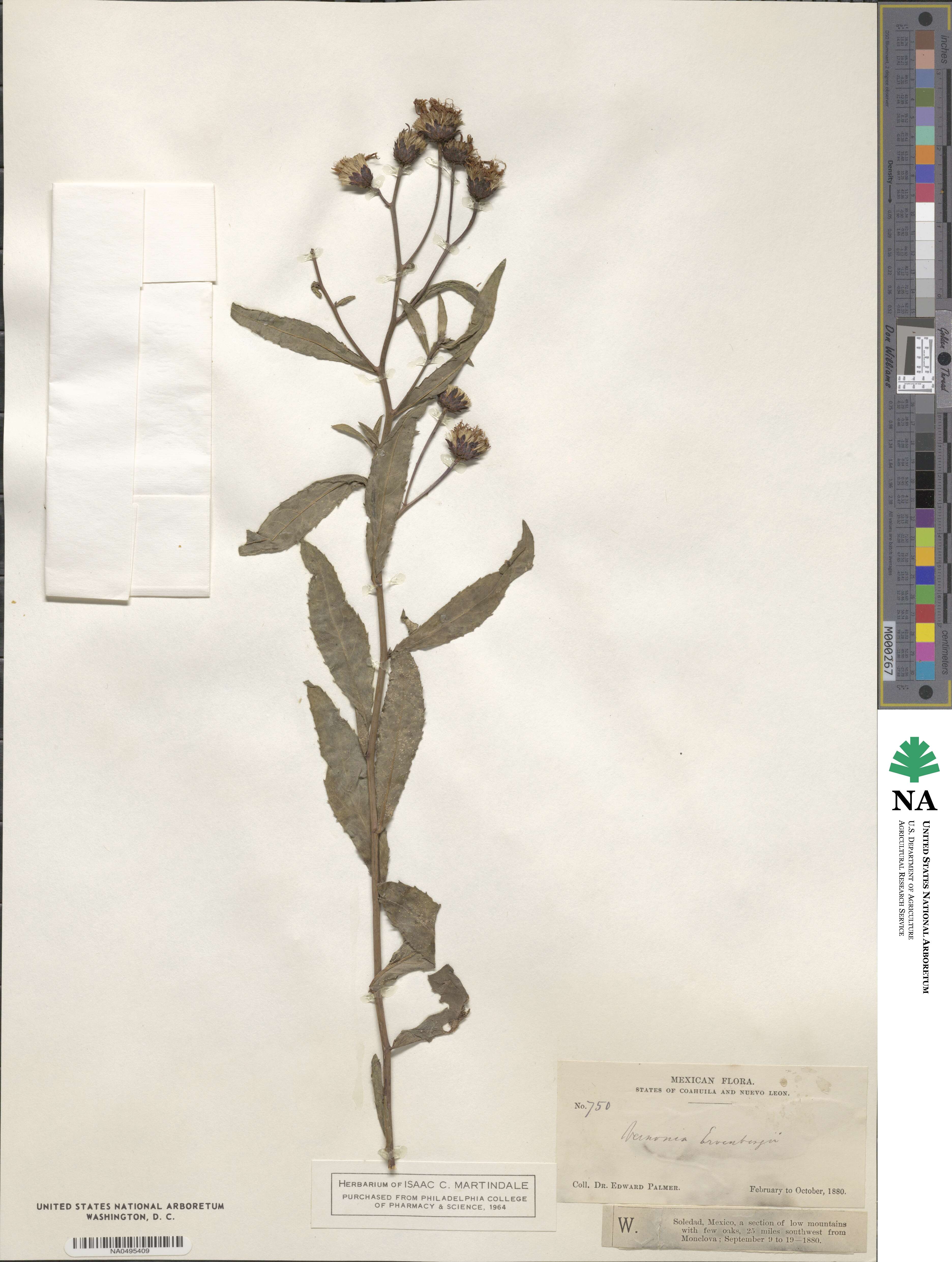 Vernonia greggii subsp. ervendbergii image