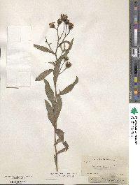 Vernonia greggii image