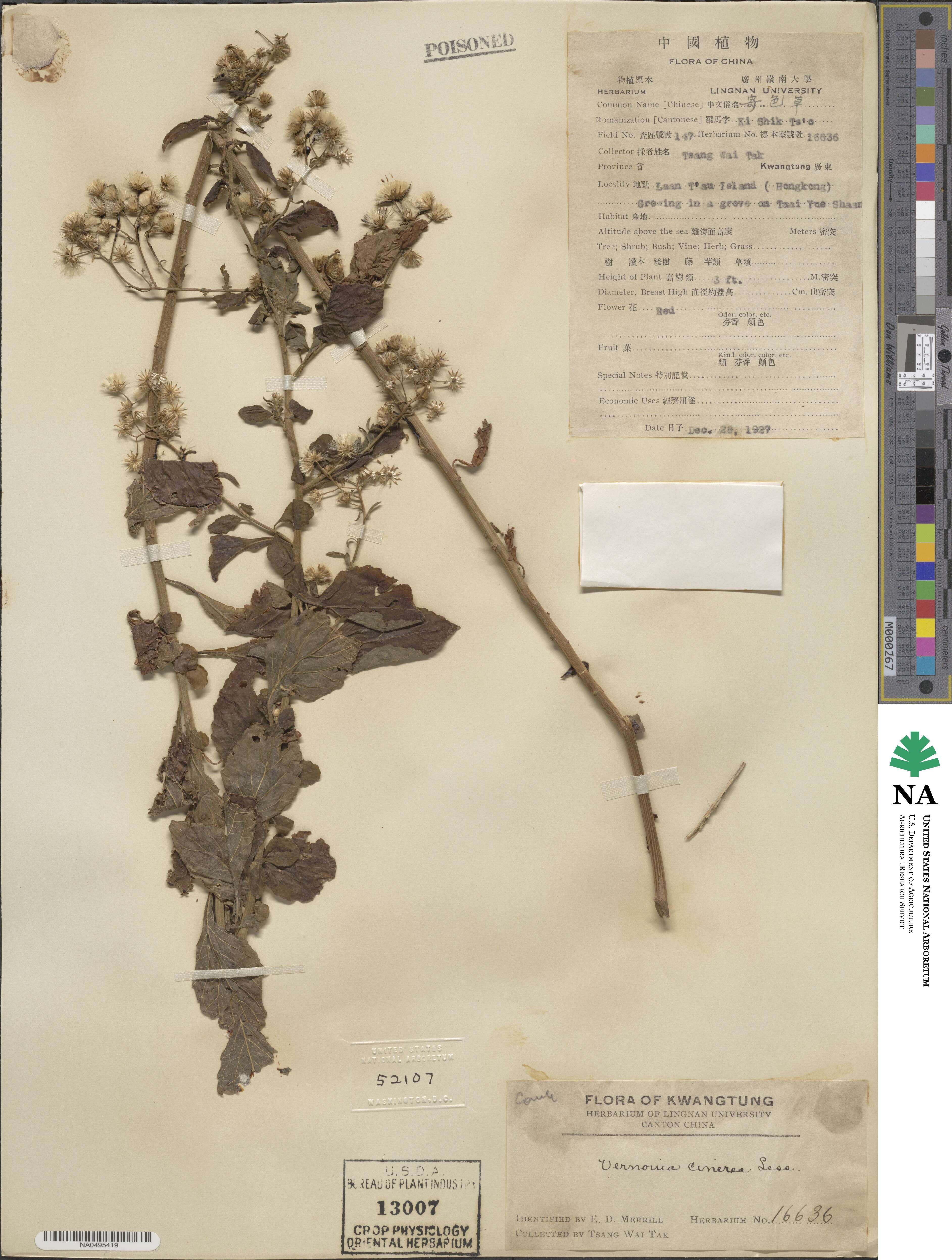 Cyanthillium cinereum image