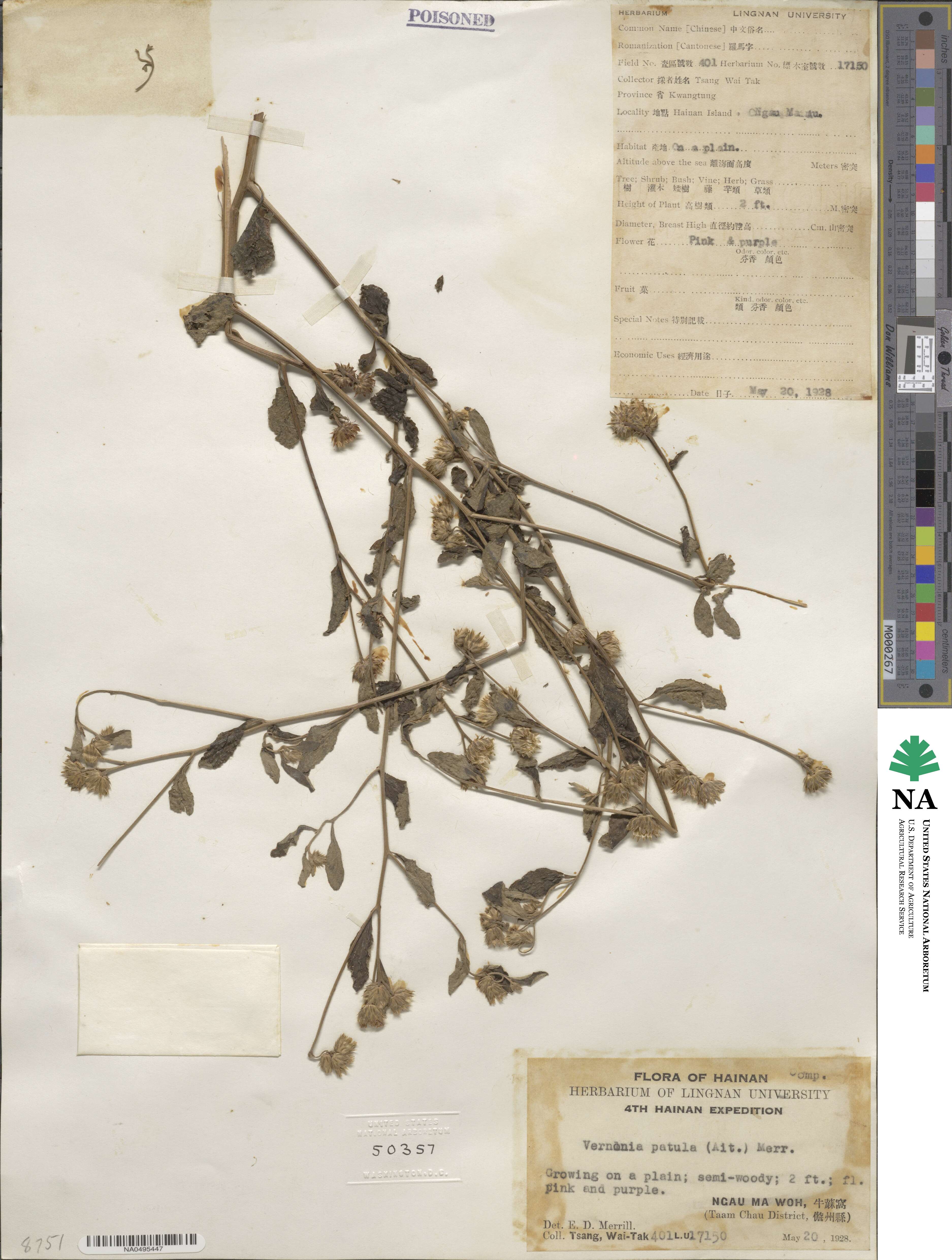 Vernonia patula image