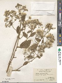 Strobocalyx solanifolia image