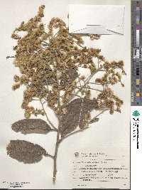 Image of Vernonia carnea