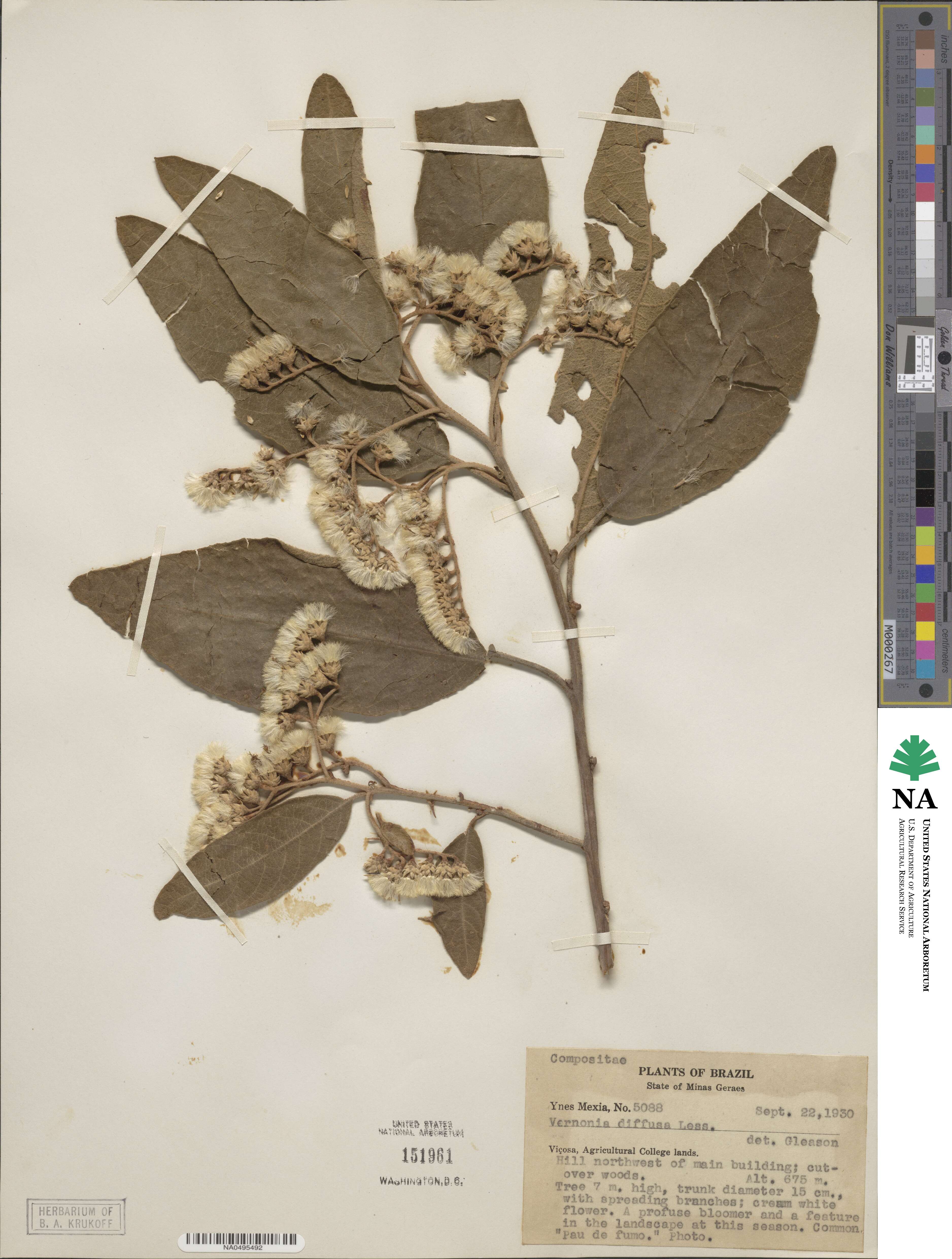 Vernonia diffusa image